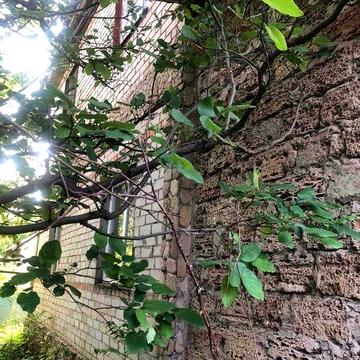 Продам дом - дачу у моря в кооперативе Гвардейский