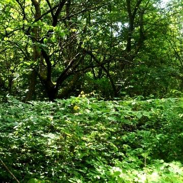 Продається дача з будиночком в передмісті Львова смт.Брюховичі