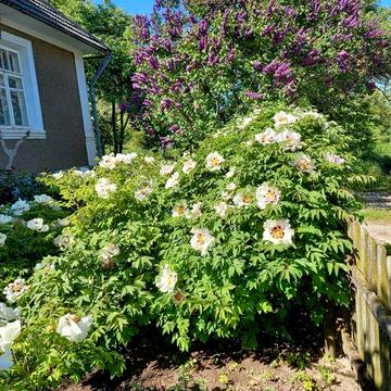 Продам будинок з  земельною ділянкою 36 сотих , Можливо  під комерцію