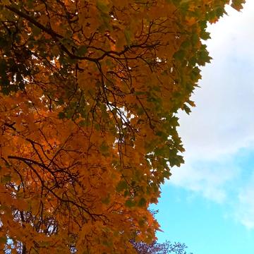 Провулок Дворовий