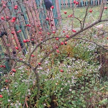 Домогосподарство