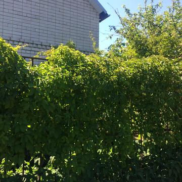 Центральна вул.