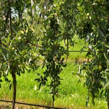 Продам дачу в Березани