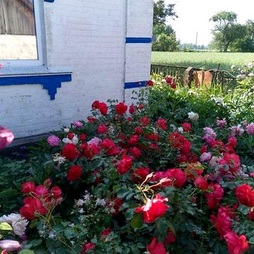 Продаж будинку с.Химрич Романівського р-ну Житомирської області