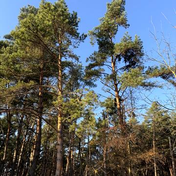 Мисливська вул.