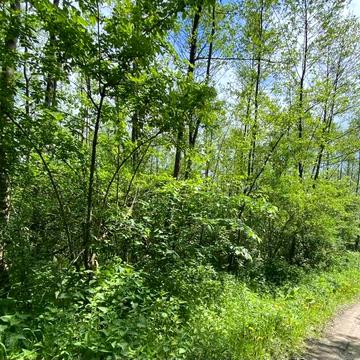 Солонка, Львівський, Львівська область 1100.0 EUR