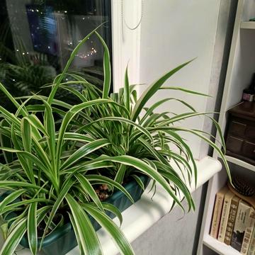 Флоренції вул., 12-А