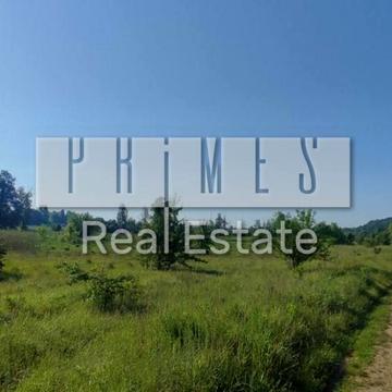 Виноградна