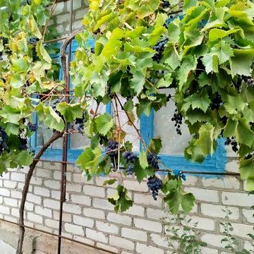 Продам дачу в Бугском