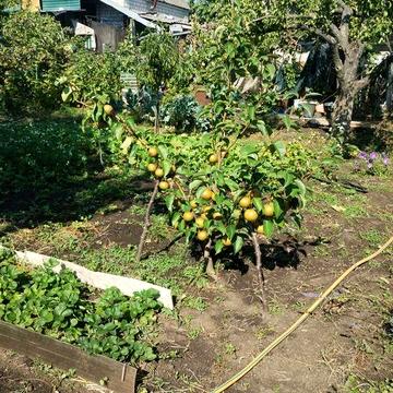 Продаю дачу Південноукраїнськ