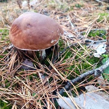 Здам частину будинка