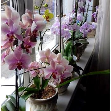 житловий масив Тополя-3 вул., 21