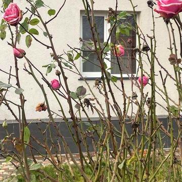 Здам часть дома район Крошні