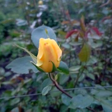 Дача на Карачунах