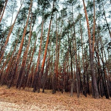 Фасівочка, Бучанський, Київська область 918000.0 USD