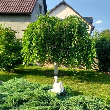 Здам будинок обухів