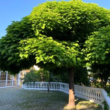 Старокиївська вул.