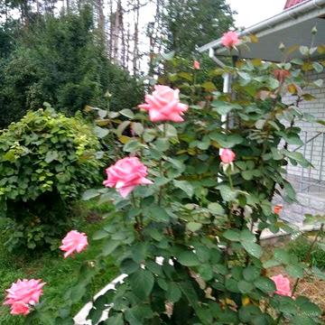 Гарна дача в межах міста