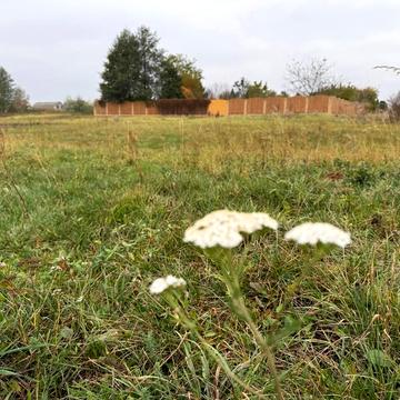 Михайлівка-Рубежівка, Бучанський, Київська область 10500.0 USD