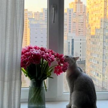 Ревуцького вул., 44