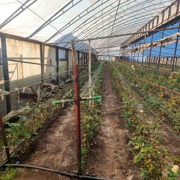 Продам дом с теплицами