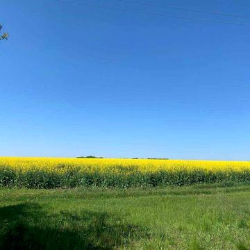 Дачка неподалік Білої Церкви .Ділянка приватизована.