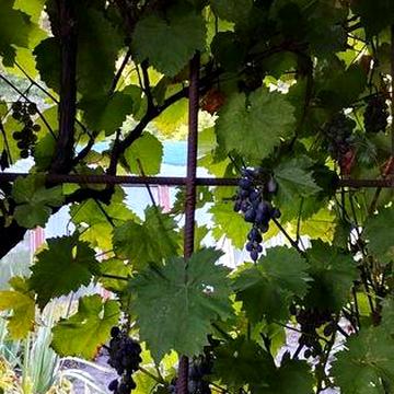 Дача в кооперативі "Родничок "