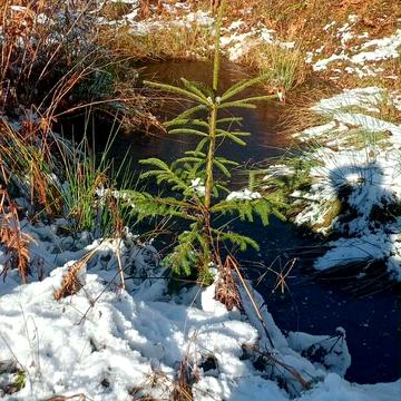 Яремче, Надвірнянський, Івано-Франківська область 62000.0 USD