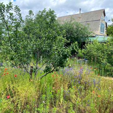 центральна