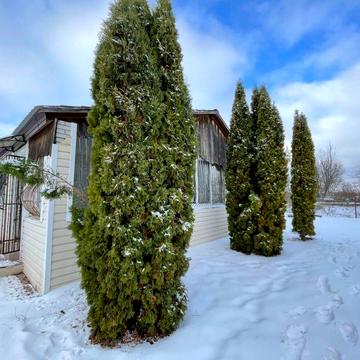 Без% Продам дачу в с.Сулимовка, Бориспольский район