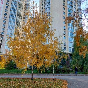 Здаю в оренду евродвушка жк Парковий Київ