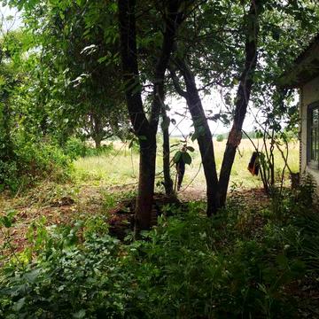 Срочно! Дом + 49 соток земли в Черниговской области, село Лебедевка