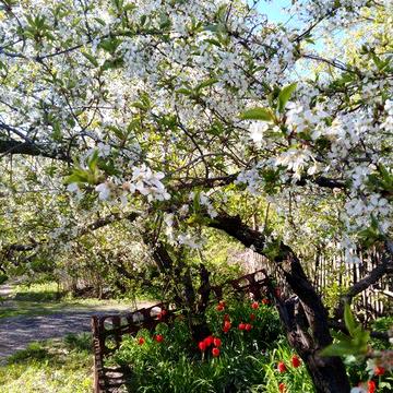 Дача та  земельна ділянка