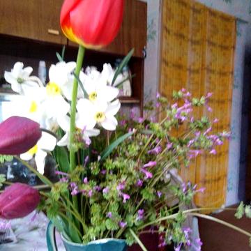 Дача та  земельна ділянка