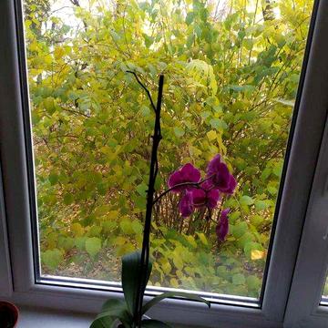 Здам 1к квартиру (Інститутська)