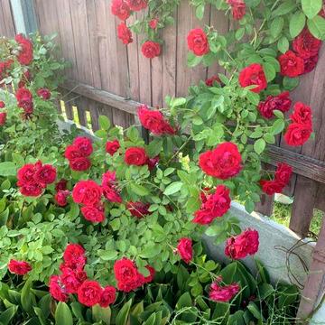 Продаж дачі під житло район ЗаЗ