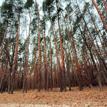 Фасівочка, Бучанський, Київська область 497500.0 USD