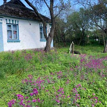 Продам будинок с.Шолойкі Чернігівської області