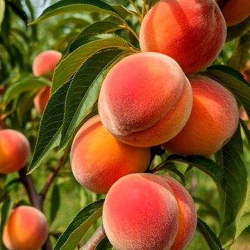 16 Липня вул., 41