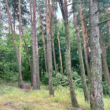 Березівка, Бучанський, Київська область 12000.0 USD