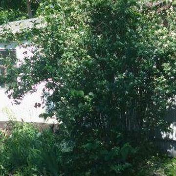 Продам будинок с. Катеринівка, Бобровицький р-он, Чернігівська область