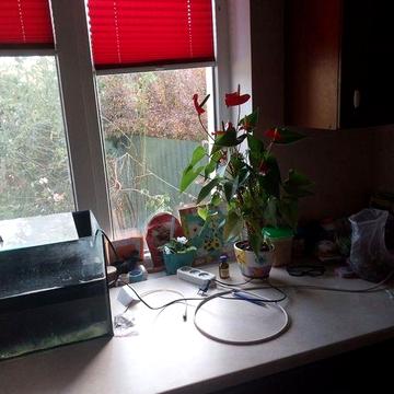 Здам будинок з євроремонтом