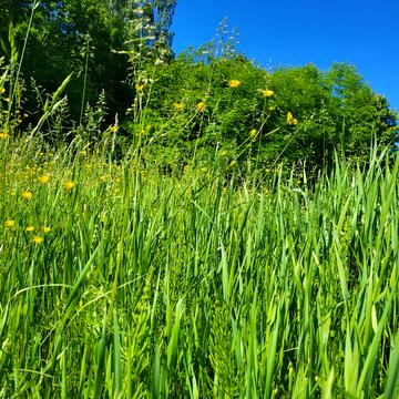 Гореничі, Бучанський, Київська область 22000.0 USD