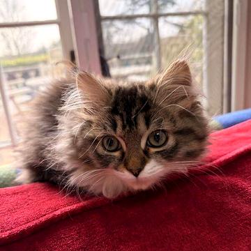 Довгострокова оренда 2к Квартира Собранецька вулиця