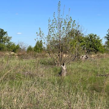 Остромирська вул.