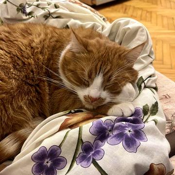 Оренда квартири на підселення 2-х кімнатна