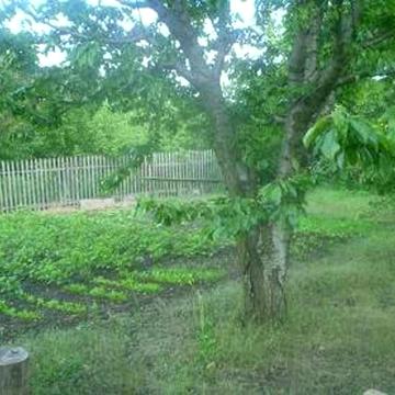 Продаем участок-дачу Доброалександровка, большая площадь