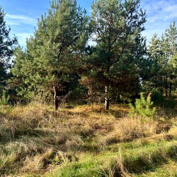 Колонщина, Бучанський, Київська область 171200.0 USD