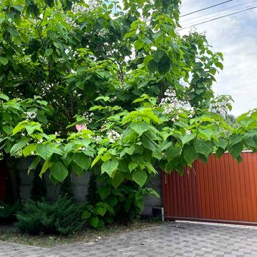 Здам будинок з газ опалення та груба  на дровах с.Гнідин вишеньки Гора