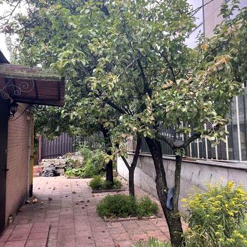 Здається 4-х  кім будинок пр Лобановського